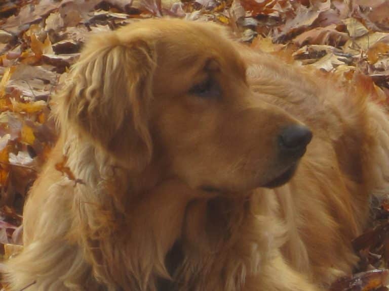 Souther sitting in leaves