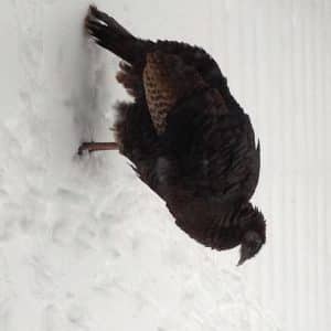Turkey in the snow.