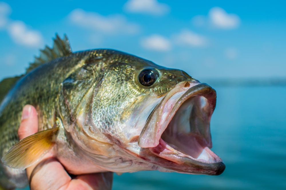 Photo of an Angler Holding a Largemouth. Nothing Beats Bass Fishing in Ontario!