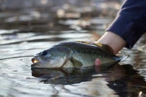 An avid angler pulls a largemouth bass from Gloucester Pool near Port Severn, Ontario.