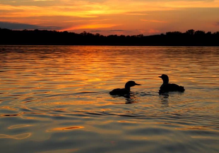 Common Loon in a lake during sunset